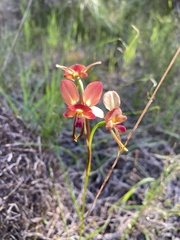 Diuris