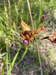 Diuris