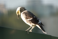 Gracupica nigricollis
