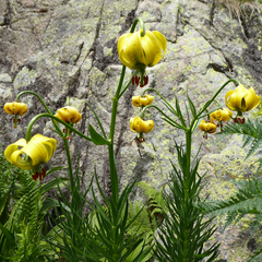 Lilium pyrenaicum