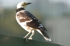 Gracupica nigricollis