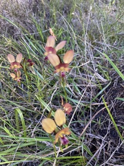 Diuris