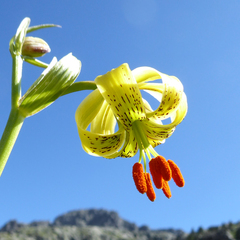 Lilium pyrenaicum