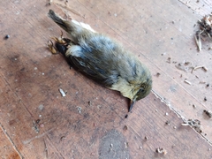 Phylloscopus collybita