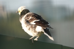 Gracupica nigricollis