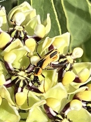 Chauliognathus scutellaris