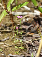 Centaurium pulchellum