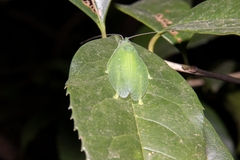 Phyllomimus klapperichi