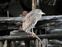 Nycticorax nycticorax