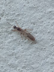 Pseudomyrmex