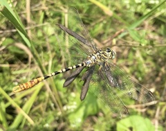 Onychogomphus flexuosus