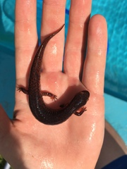 Pseudotriton ruber