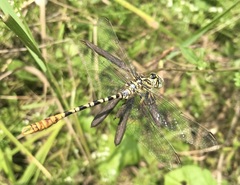 Onychogomphus flexuosus