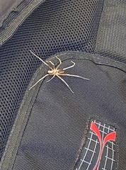 Kukulcania hibernalis