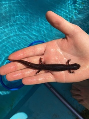 Pseudotriton ruber