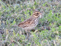 Passerculus sandwichensis