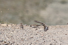 Montifringilla davidiana