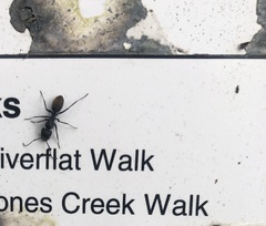 Camponotus aeneopilosus