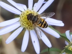 Eristalis cerealis