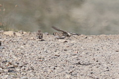 Montifringilla davidiana