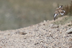 Montifringilla davidiana