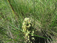Orostachys spinosa