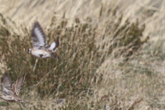 Montifringilla davidiana