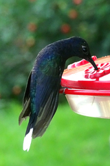 Campylopterus hemileucurus