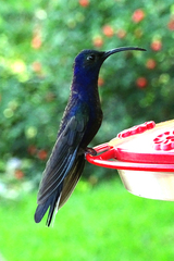 Campylopterus hemileucurus