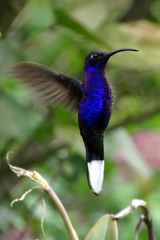 Campylopterus hemileucurus