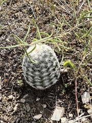 Echinocereus reichenbachii caespitosus