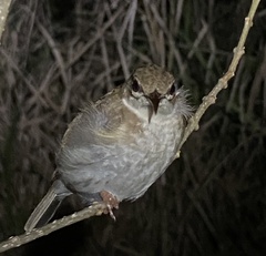 Ramsayornis modestus