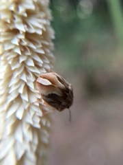 Homaemus
