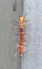 Cupha