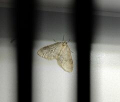 Operophtera fagata
