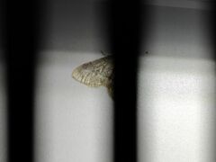 Operophtera fagata