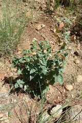 Sphedamnocarpus pruriens