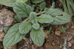 Helianthemum ledifolium