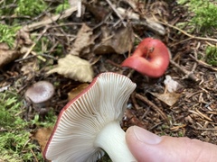 Russula