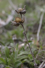 Helianthemum ledifolium