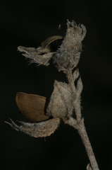 Helianthemum ledifolium