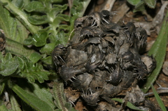 Centaurea oranensis