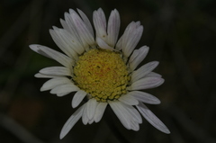 Bellis pappulosa