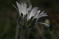 Bellis pappulosa
