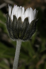 Bellis pappulosa