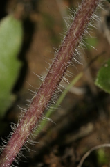 Bellis pappulosa
