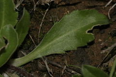 Bellis pappulosa