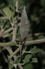 Calicotome intermedia
