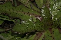 Hypochaeris radicata