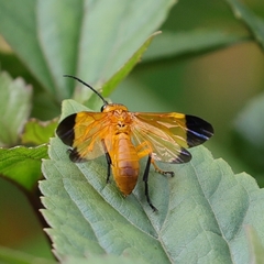 Tenthredo xanthoptera
